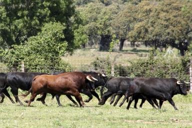 La Dehesa. Ruta del Toro Bravo.     Un safari por la dehesa de Salamanca. El ecosistema donde se cría el toro bravo.